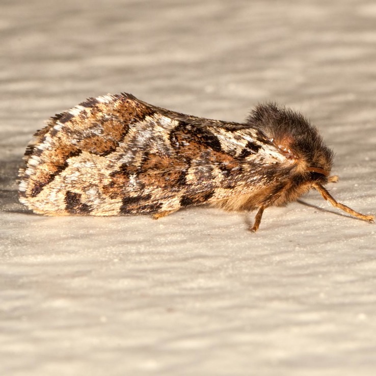 0031 Conifer Swift Moth (Korscheltellus gracilis)
