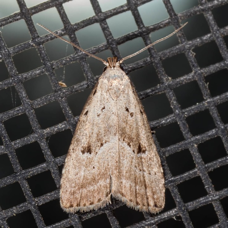 8421 – Broken-line Hypenodes Moth – Hypenodes fractilinea