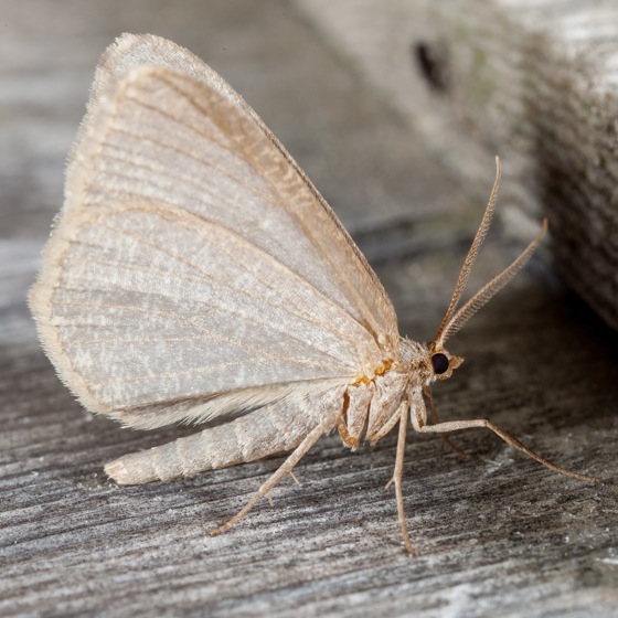  6282 – Speranza argillacearia – Mousy Angle Moth