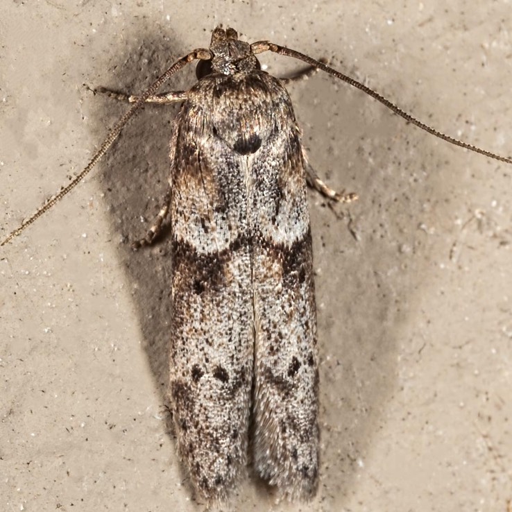 1162 Acorn Moth - Blastobasis glandulella tnt