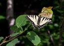 Papilio canadensis - Canadian Tiger Swallowtail