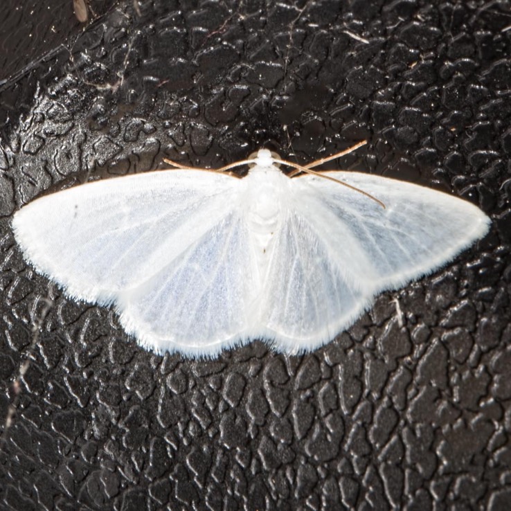 6667 White Spring Moth (Lomographa vestaliata)