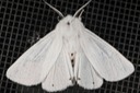 Virginian Tiger Moth (Spilosoma virginica) 