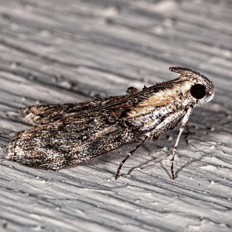 5608 Striped Oak Webworm Moth (Pococera expandens)