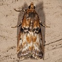 5786 Poplar Bud Borer Moth (Meroptera cviatella)