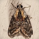 5608 Pococera expandens - Double-humped Pococera Moth