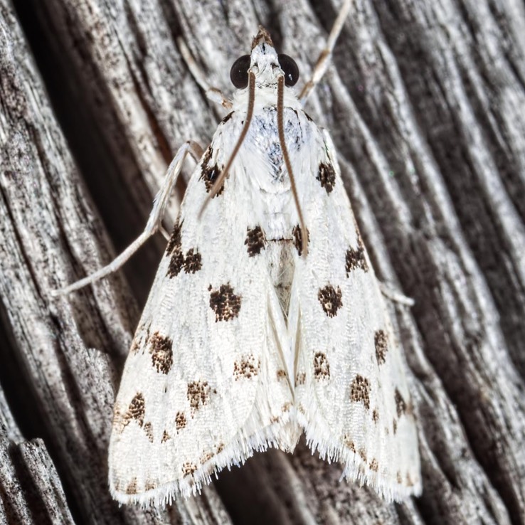 4794 Spotted Peppergrass Moth (Eustixia pupula)