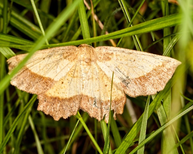  6724 Saw-wing Moth (Euchlaena serrata)