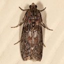 5796 Locust Leafroller (Sciota subcaesiella)