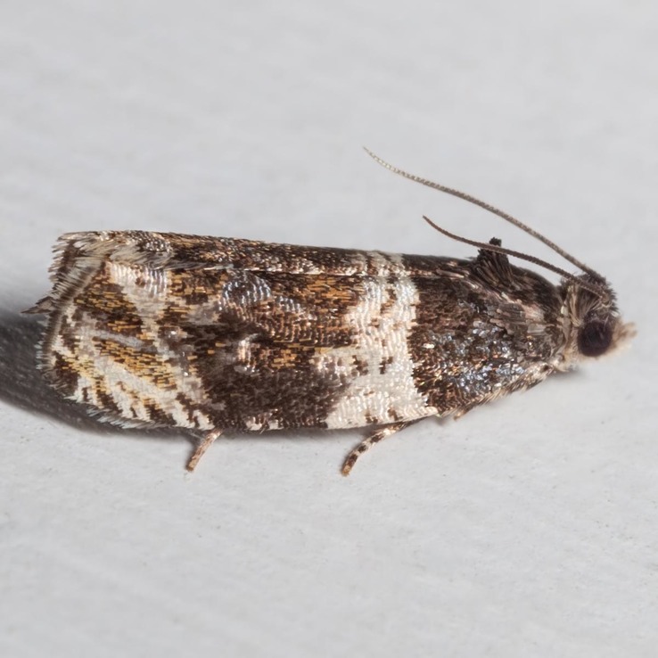 2823 Banded Olethreutes Moth (Olethreutes fasciatana) 