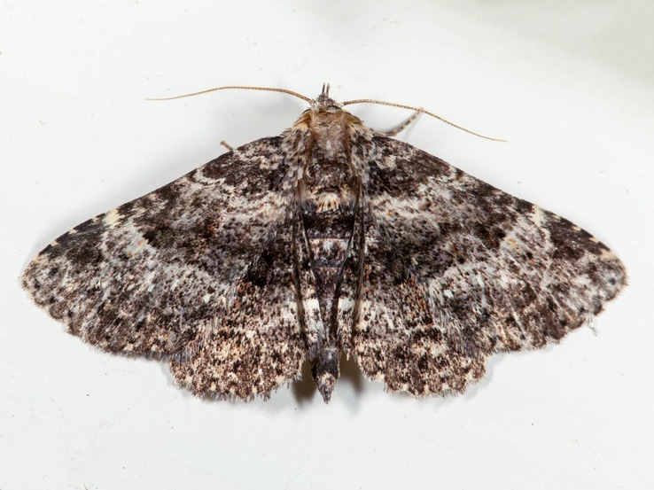 8499 Common Fungus Moth (Metalectra discalis)