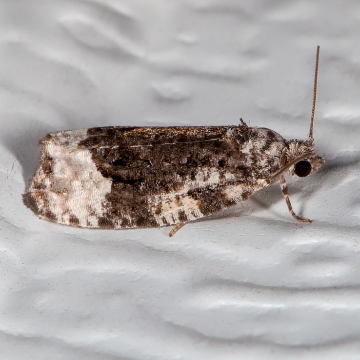 2755 Funereal Apotomis Moth (Apotomis funerea)