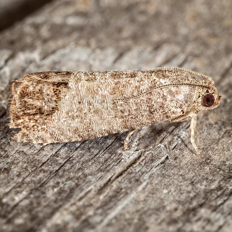  3492 Codling Moth (Cydia pomonella)