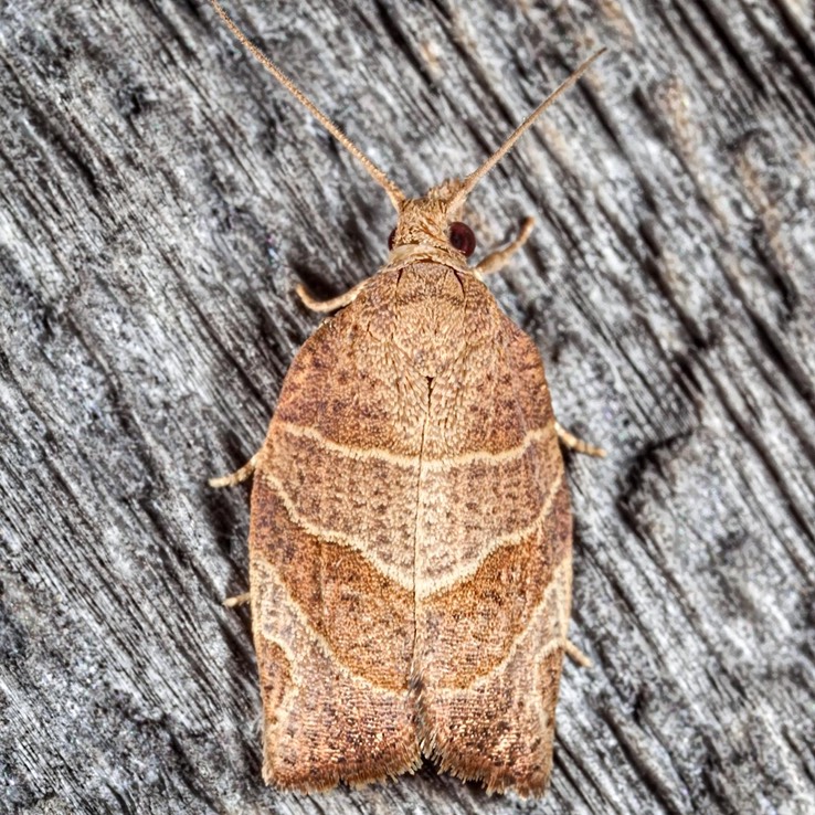 3594 Three-lined Leafroller (Pandemis limitata)