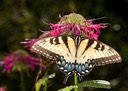 Eastern Tiger Swallowtail (Papilio glaucus) Female
