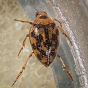 Crawling Water Beetle (Haliplus sp)