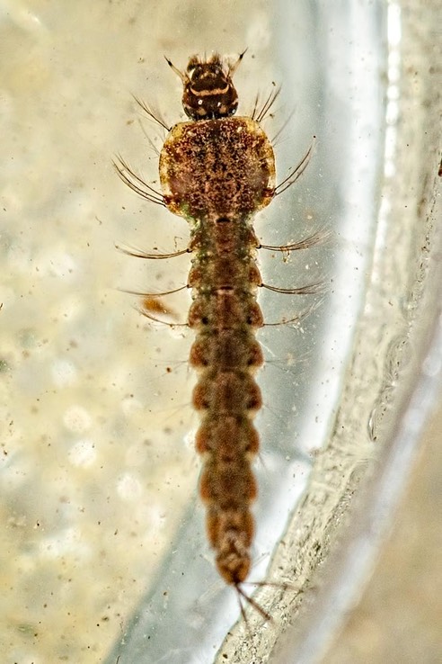 Mosquito larva (Anopheles sp.)