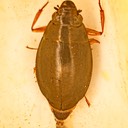 Whirligig Beetle (Dineutus sp.)