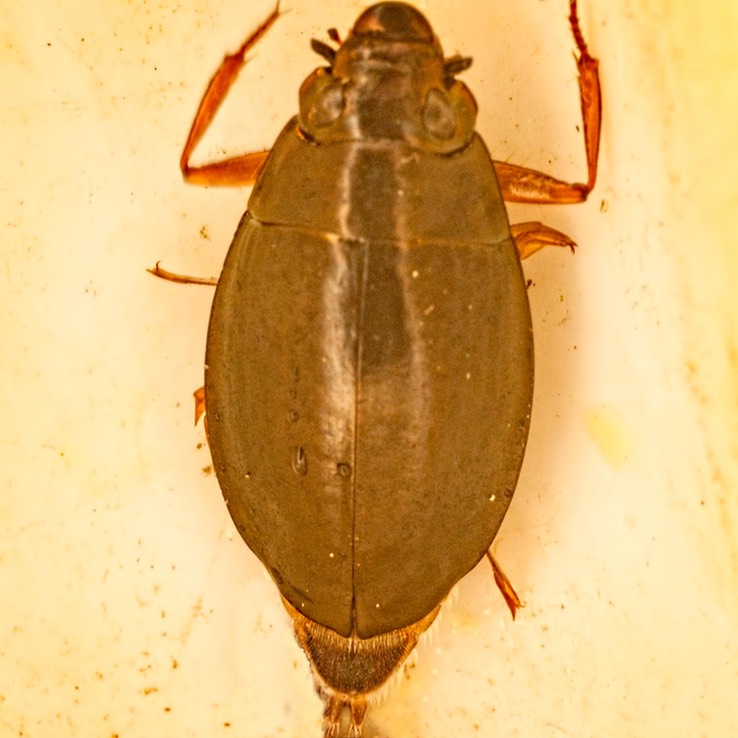 Whirligig Beetle (Dineutus sp.)