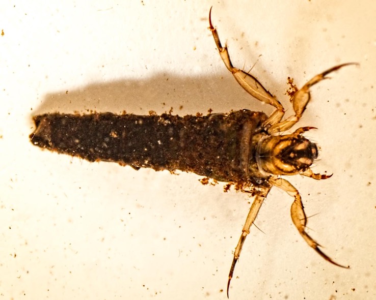 Caddisfly: Humpless Casemaker (Brachycentrus numerosus) 