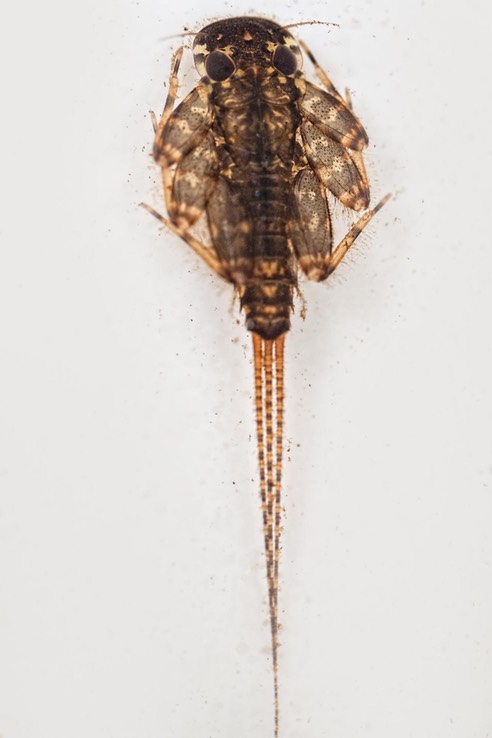 Flatheaded Mayfly (Stenonema femoratum)