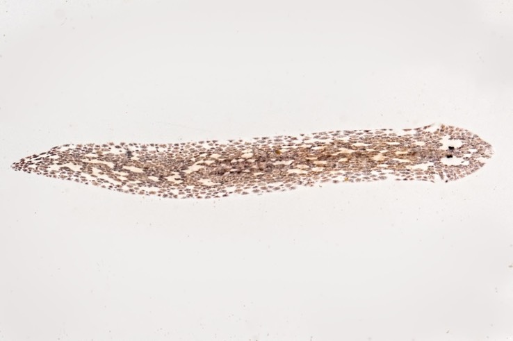 Flat Worm (Turbellaria)