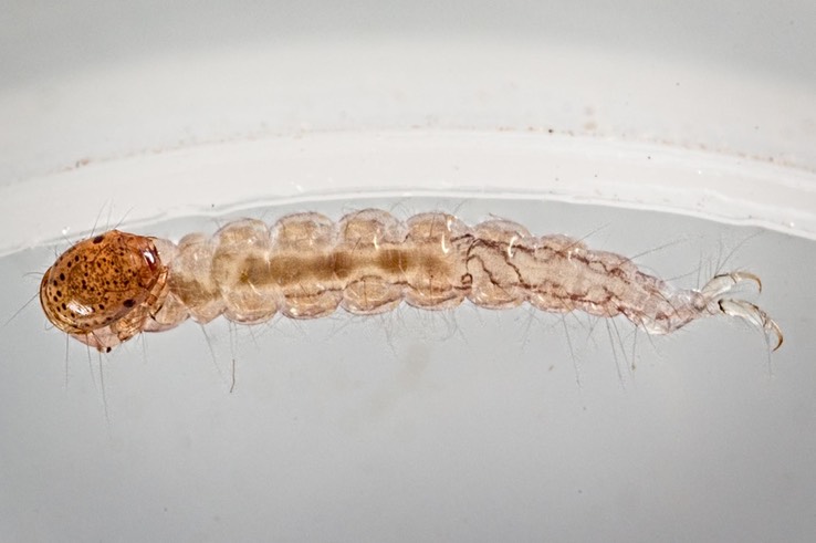 Tube Maker Caddisfly  (Psychomyioidea) (Cernotina spicata)