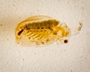 Water Flea (Ctenopoda)