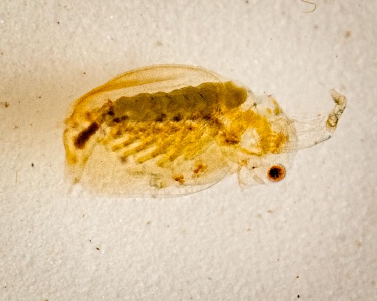 Water Flea (Ctenopoda)