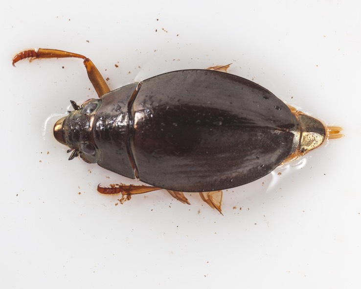Whirlygig Beetle (Dineutus sp.)