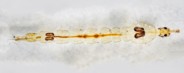 Phantom Midge Larva (Chaoborus sp.)