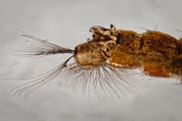 Mosquito Larva (Anopheles sp.) 