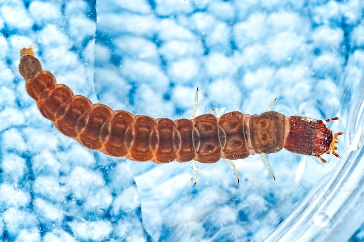 Unknown insect larva