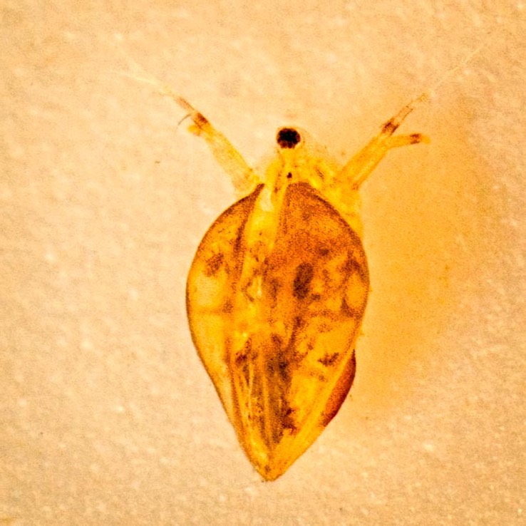 Water Flea (Simocephalus serrulatus)