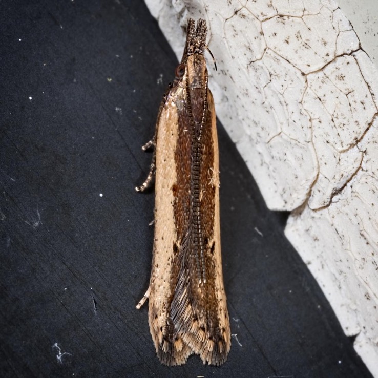 2281 Palmerworm Moth (Dichomeris ligulella) Male
