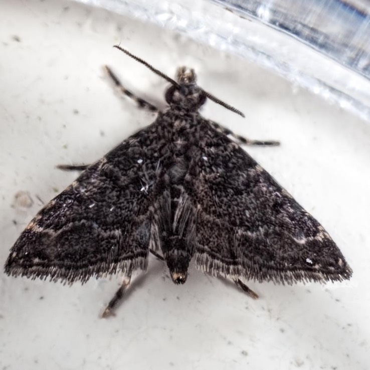4753 China Mark Moth (Nymphuliella daeckealis)