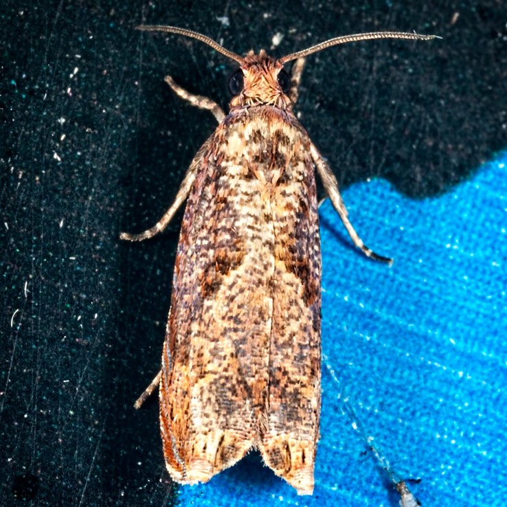 2703  Maple Leaftier Moth (Episimus tyrius)