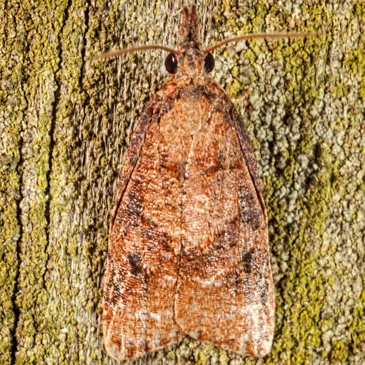 3732 Black-shaded Platynota Moth (Platynota flavedana)