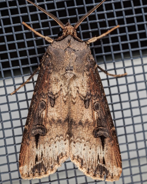 10663 - Black Cutworm Moth - Agrotis ipsilon