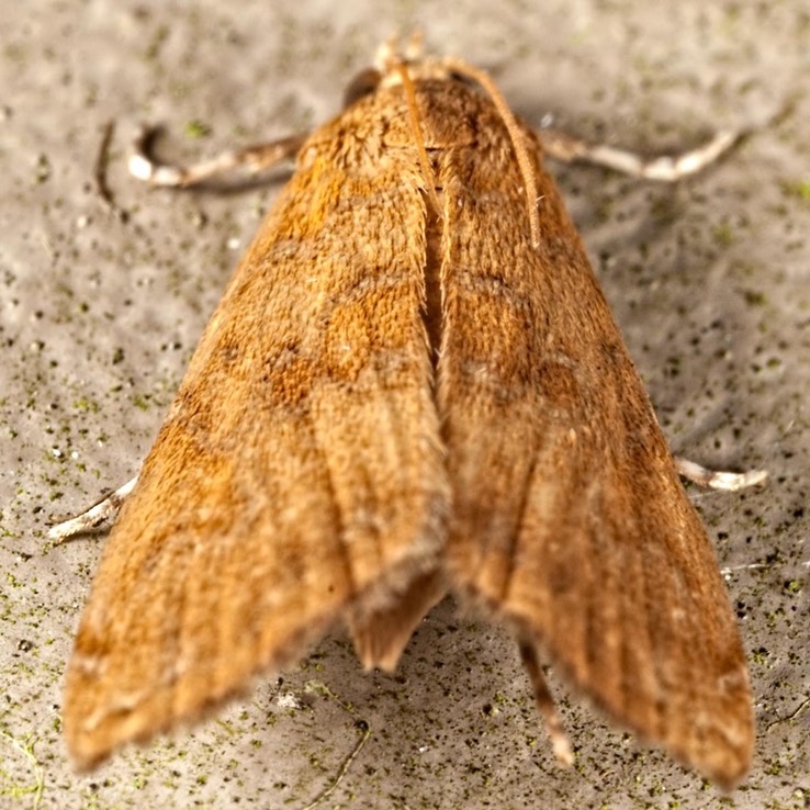 4751 Waterlilly Borer Moth (Elophila gyralis) female