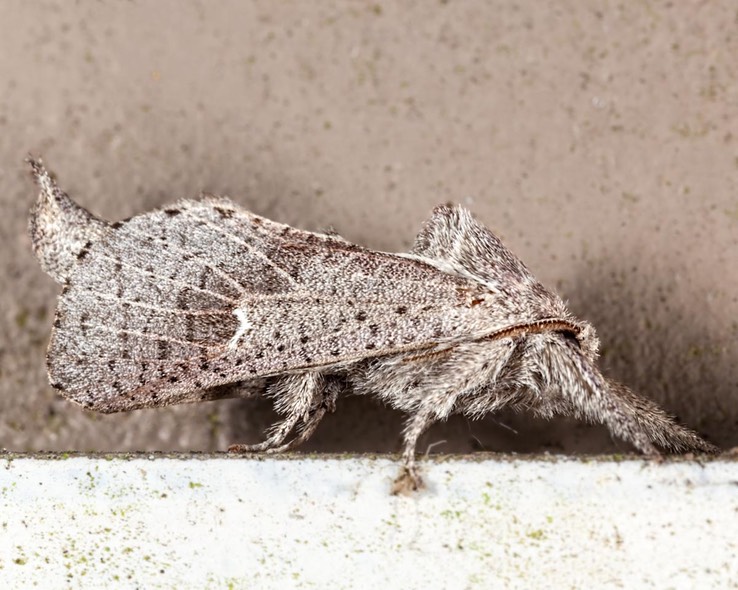 2668 Anna Carpenterworm Moth (Givira anna)