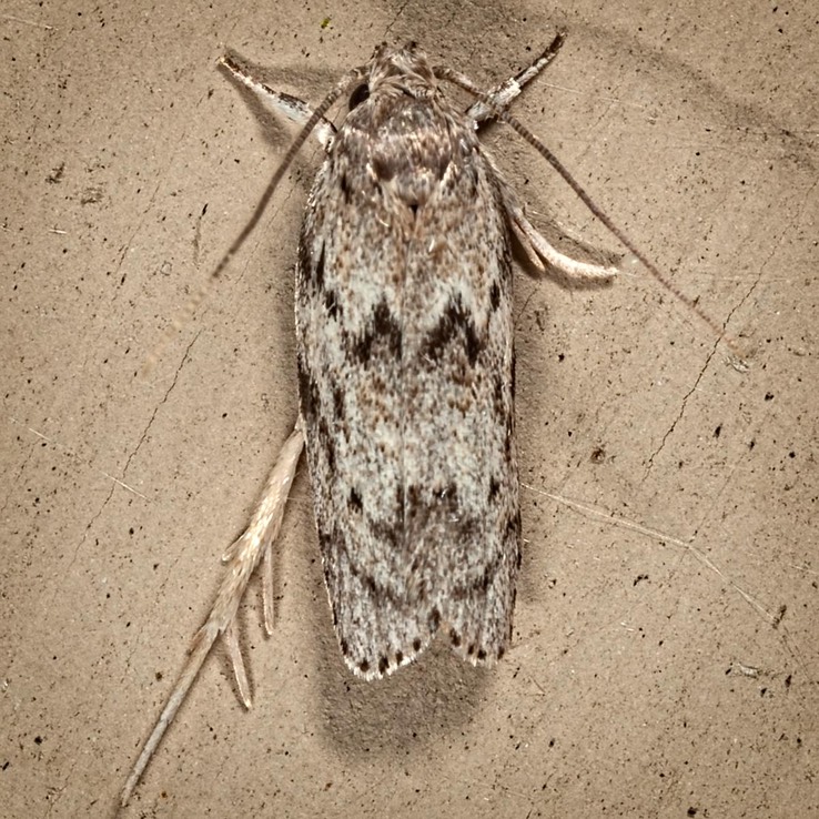 1019 Dotted Anteotricha Moth (Antaeotricha humilis)
