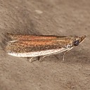6028 Tampa Moth  (Tampa dimediatella)