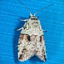 8102 Dyar's Licxhwen Moth (Afrida ydatodes)