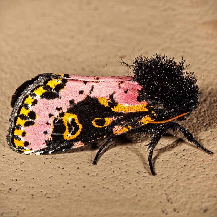 10640 Spanish Moth (Xanthopastis regnatrix)