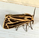 Little Virgin Tiger Moth (Grammia virguncula)