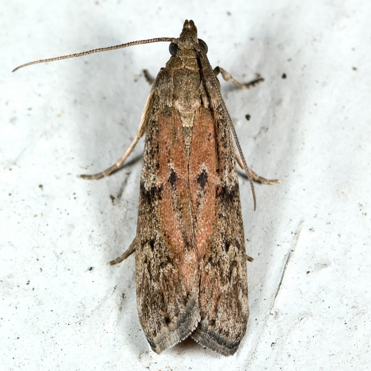 6007 American Wax Moth (Vitula edmandsii)