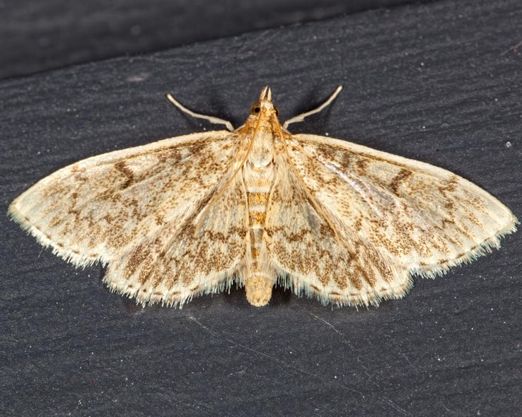 4954 Quebec Phlyctaenia (Anania quebecensis)