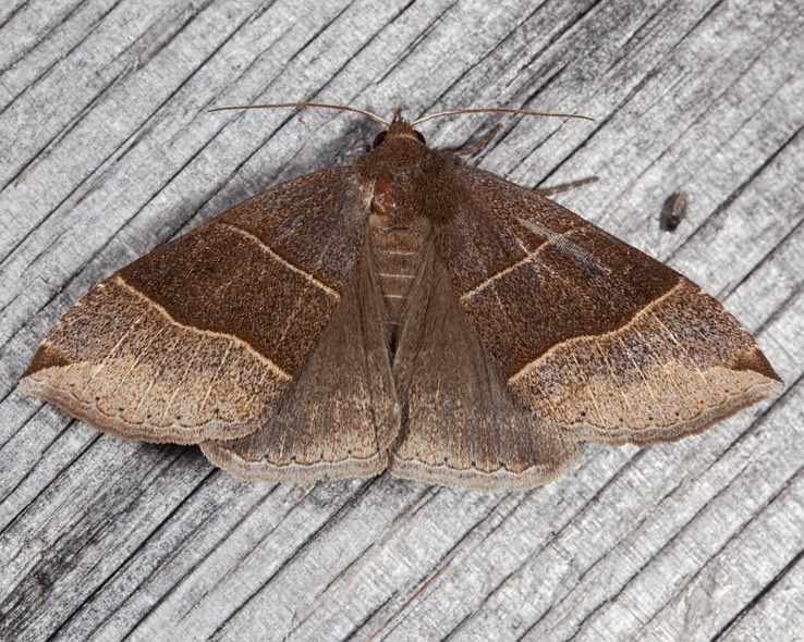 8727 Maple Looper Moth (Parallelia bistriaris)