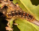 8320 Brown-tail Moth (Euproctis chrysorrhoea)